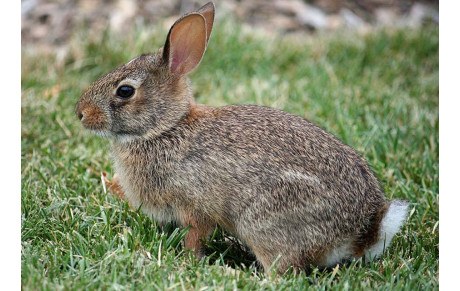 Pièges à lapins